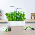 Véritable Lingot Tymián - BIO