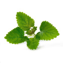 Véritable Lingot Meduňka lékařská - BIO