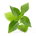 Véritable Lingot Tymián - BIO