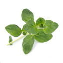 Véritable Lingot Oregano - BIO