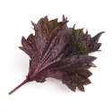 Véritable Lingot Fialový shiso - BIO