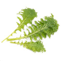 Véritable Lingot Wasabi hořčice listová - BIO