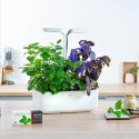 Véritable Lingot Meduňka lékařská - BIO