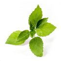 Véritable Lingot Citronová bazalka - BIO