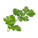 Véritable Lingot Italská petržel - BIO