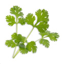 Véritable Lingot Koriandr