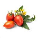 Véritable Lingot Červené mini rajče