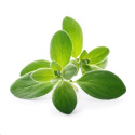 Véritable Lingot Majoránka - BIO