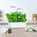 Véritable Lingot Thajská bazalka - BIO